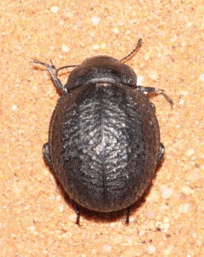 Pimelia rotundipennis mogadora
